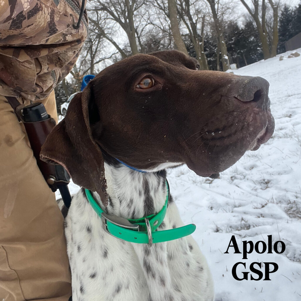 Apolo GSP for adoption