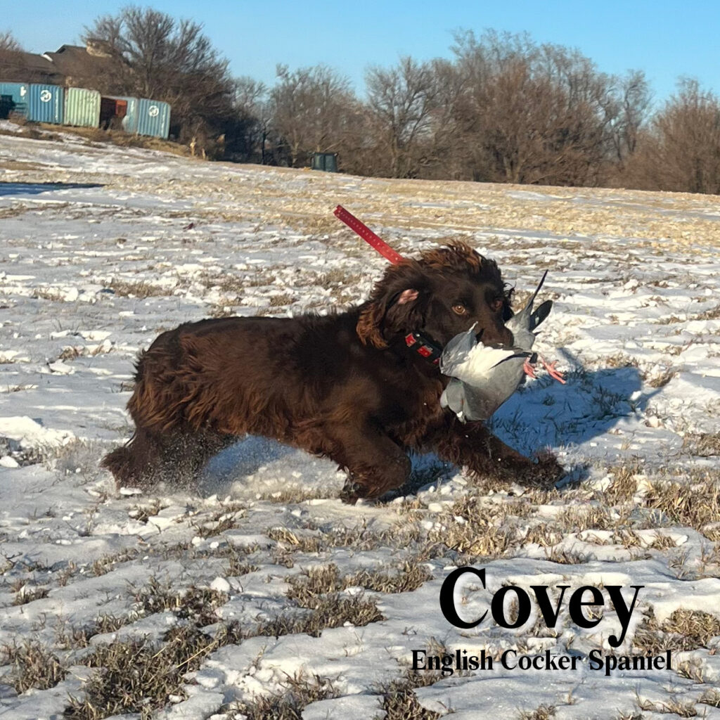 covey cocker for adoption