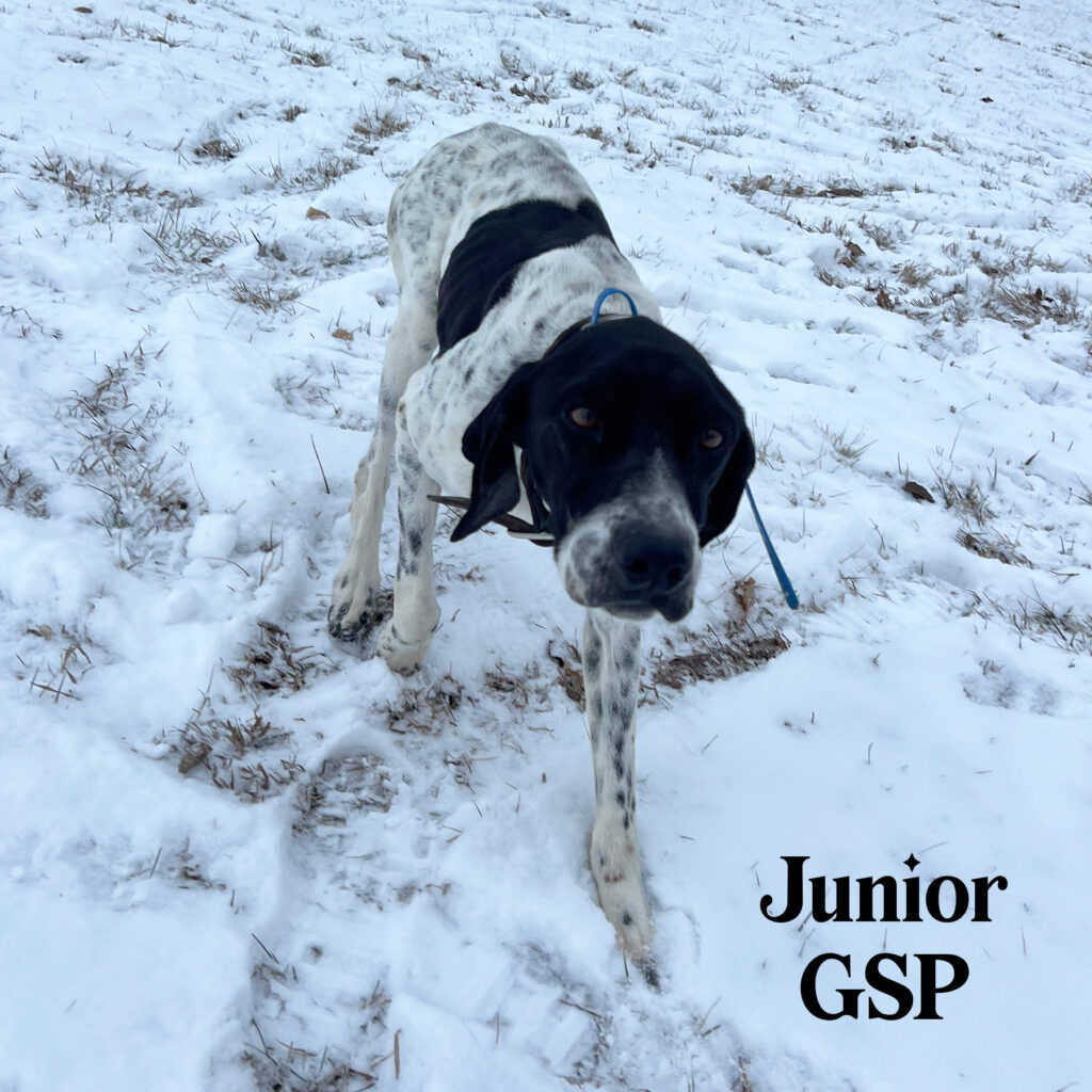 Junior GSP for adoption