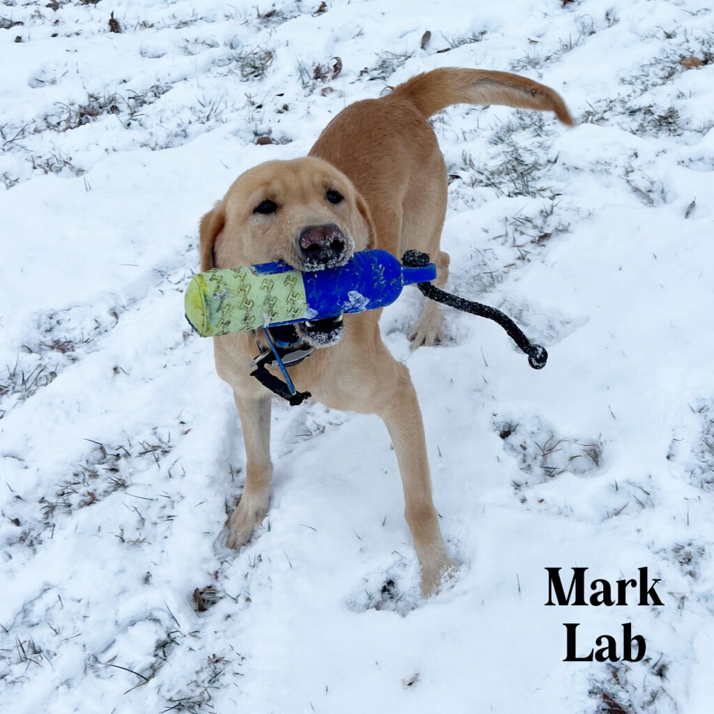 mark Lab for adoption