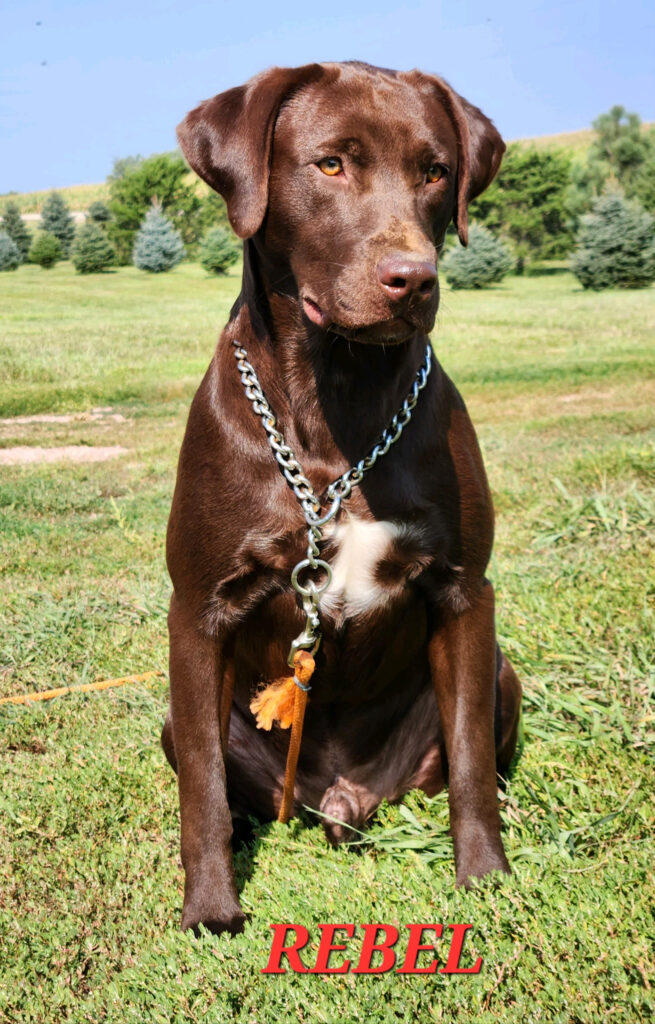 Rebel-Lab for adoption
