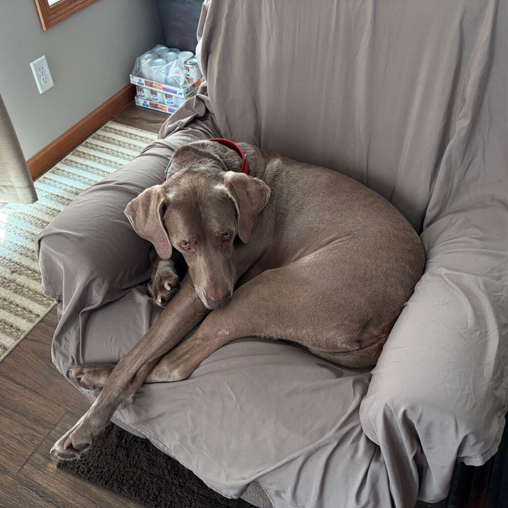 Jax Weimaraner