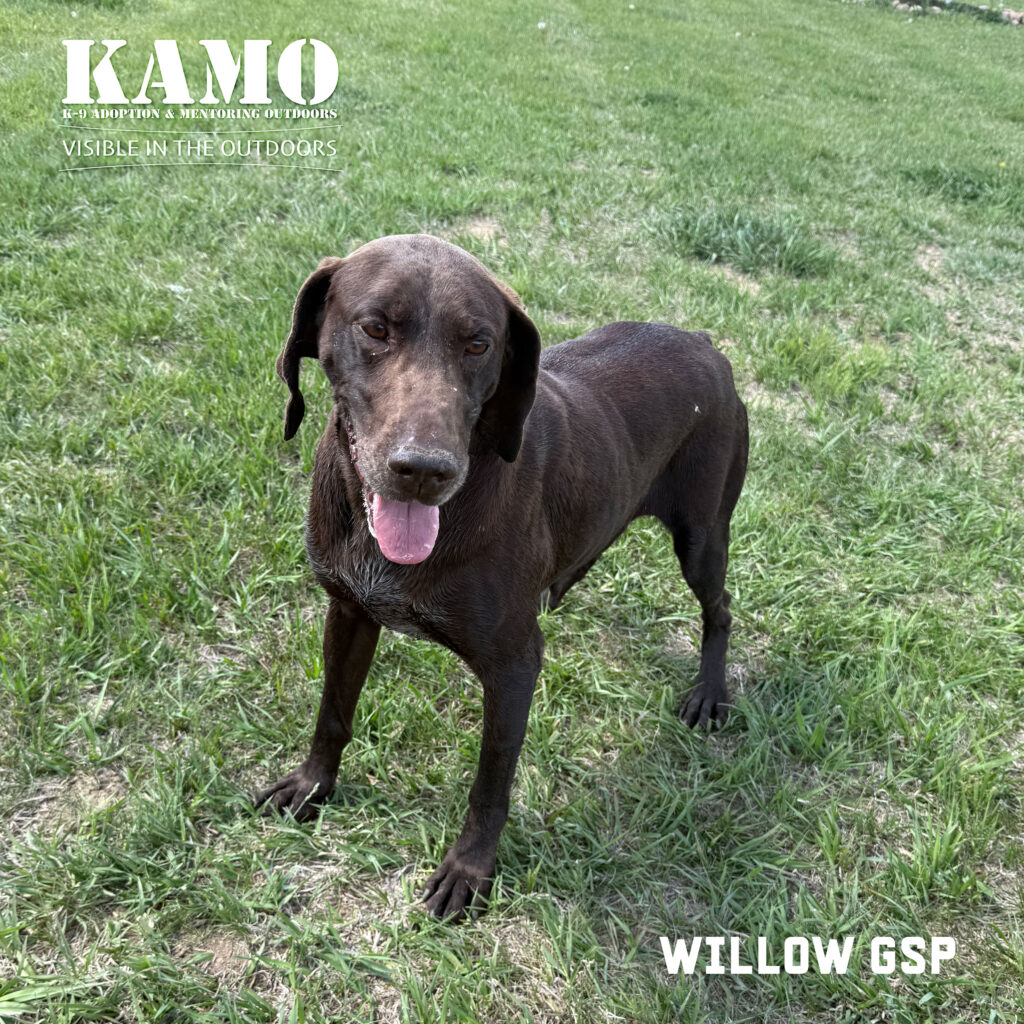 Willow GSP for adoption